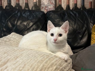 Mixed Breed cats - Advert 15