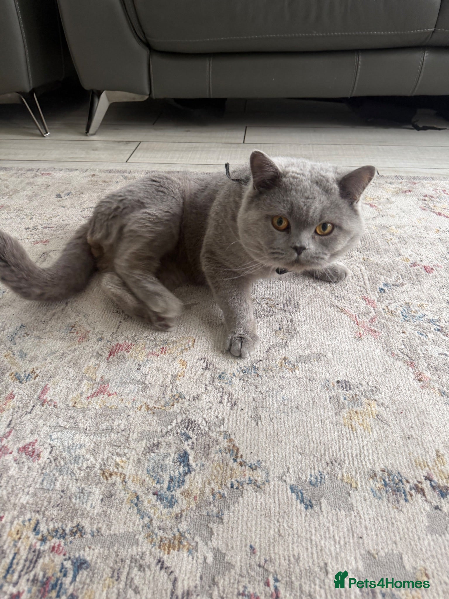 British Shorthair cats for sale: 2 beautiful British Shorthair Cats  - Advert 1
