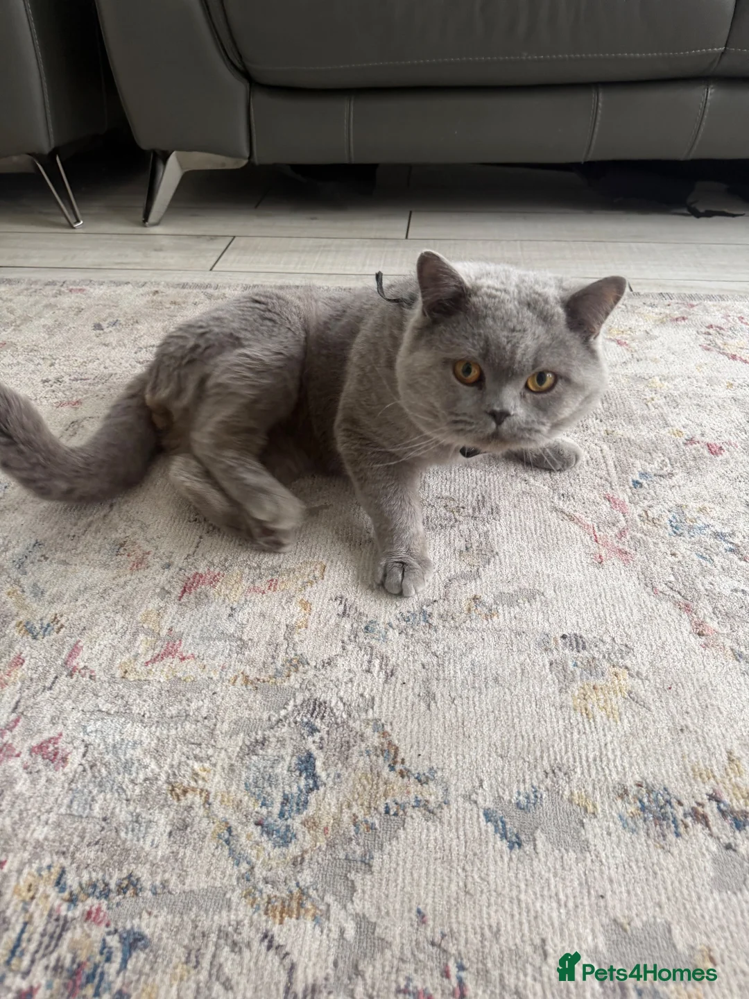 British Shorthair cats for sale: 2 beautiful British Shorthair Cats  - Advert 1