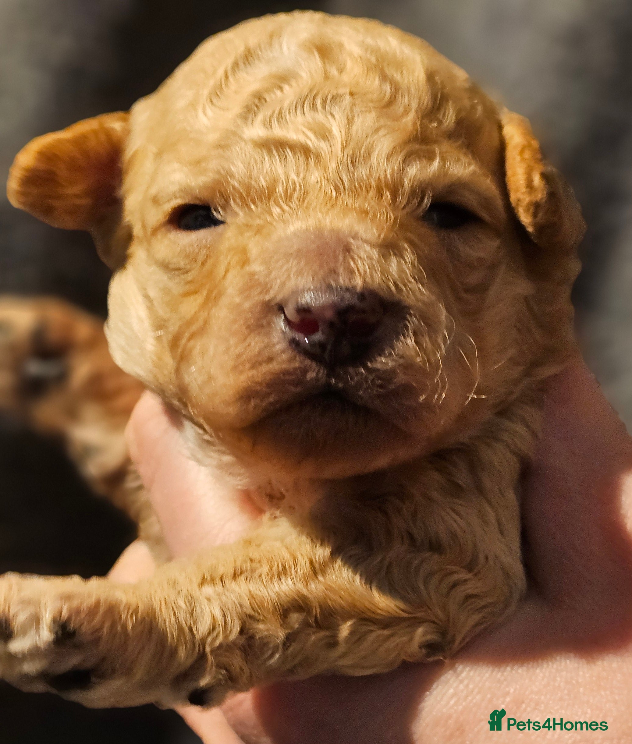 Cavapoo dogs Stunning Quality F1b Cavapoos - Advert 7