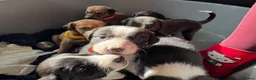 Mixed Breed dogs for sale: LAST BOY- Saluki Greyhound puppies - Advert 9