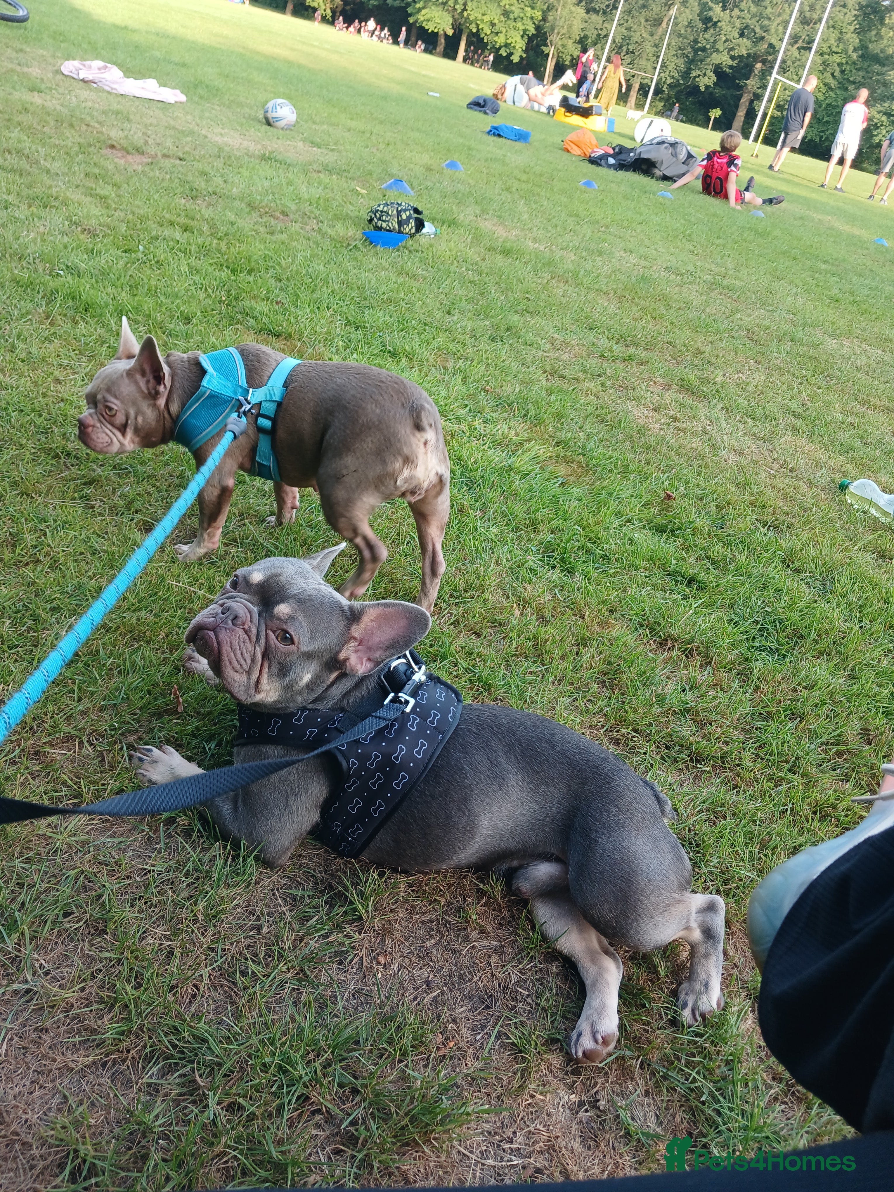 French Bulldog dogs Loving Home Needed – Please Read Fully - Advert 1