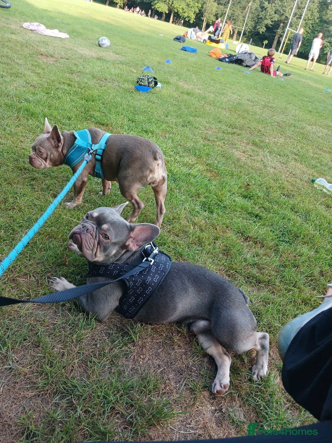 French Bulldog dogs for sale: Loving Home Needed – Please Read Fully - Advert 1