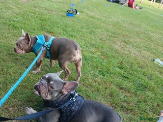 French Bulldog dogs Loving Home Needed – Please Read Fully - Advert 1