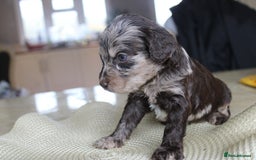 Cavapoo dogs for sale: Iconic cavapoo litter health tested parentage  - Advert 5