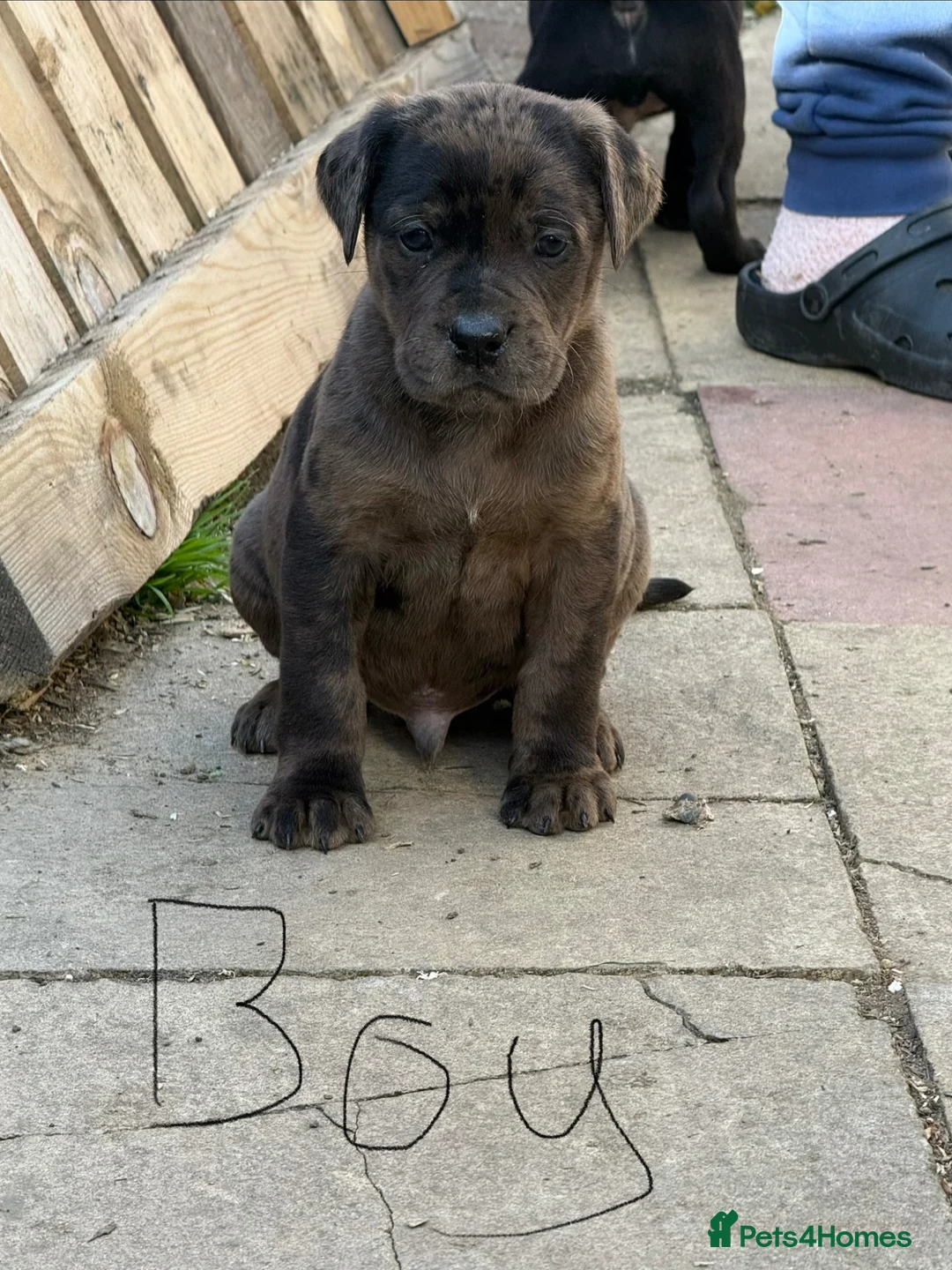 Mixed Breed dogs for sale: Cute Doberman cross puppies for sale - Advert 2