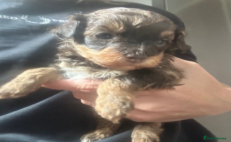 Mixed Breed dogs - Advert 1