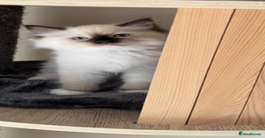 Ragdoll cats - Advert 2