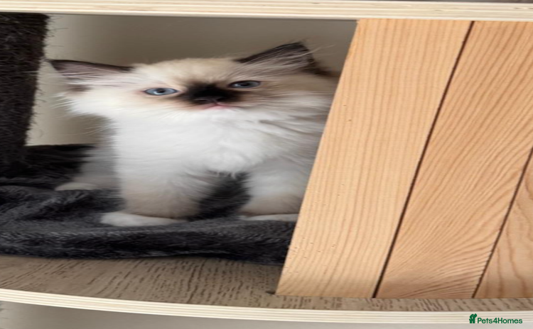 Ragdoll cats - Advert 4