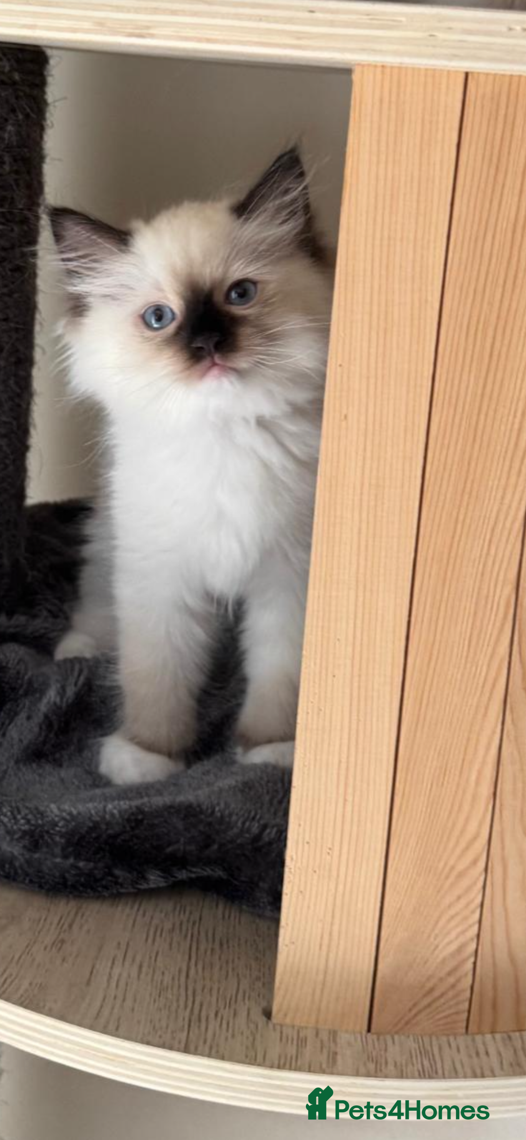 Ragdoll cats for sale: Stunning GCCF reg ragdoll kittens available now  - Image 3