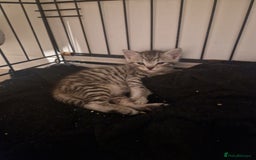 Mixed Breed cats for sale: Beautiful Kittens Available ✨️ in ELY - Image 40