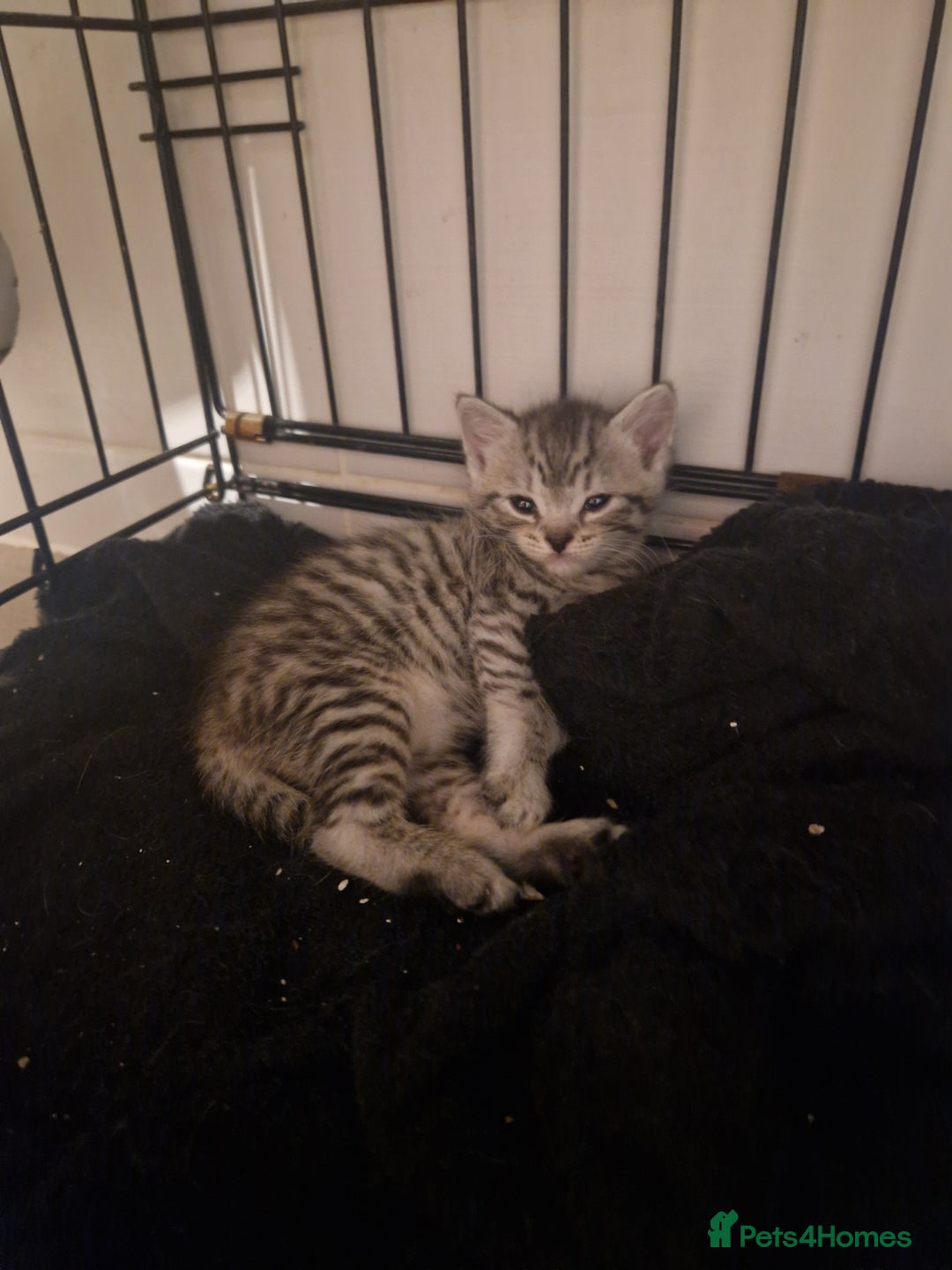 Mixed Breed cats for sale: Beautiful Kittens Available ✨️ in ELY - Image 40