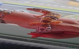 Gecko reptiles for sale: Leopard gecko babies - Image 5
