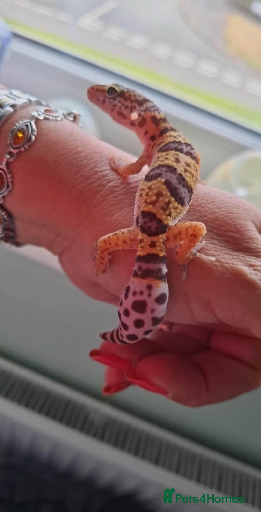 Gecko reptiles for sale: Leopard gecko babies - Image 5