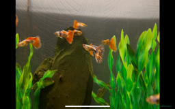 Live Bearers fish for sale: Guppies  - Image 8