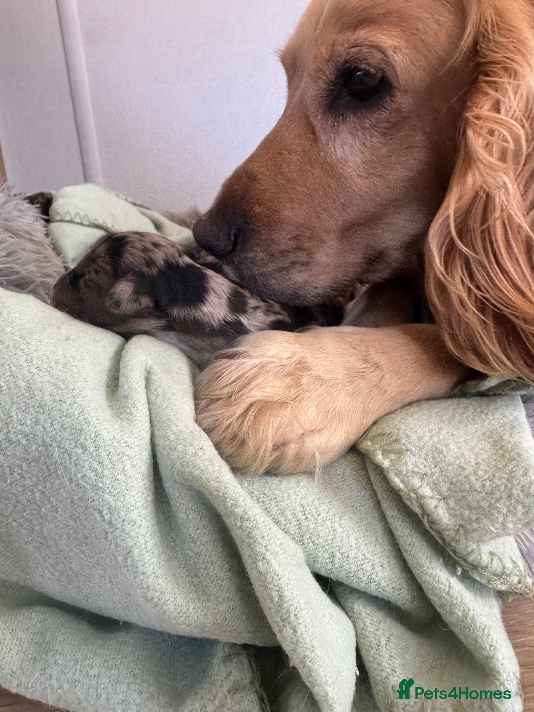Cocker Spaniel dogs for sale: DNA Health Tested Merle Cocker Spaniel Puppies - Image 4