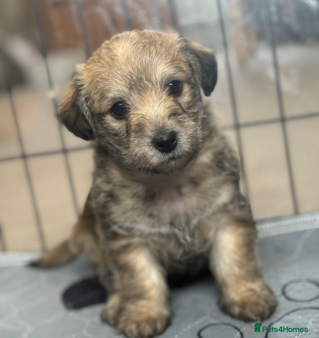 Mixed Breed dogs for sale: Westiepoo puppies - Advert 8