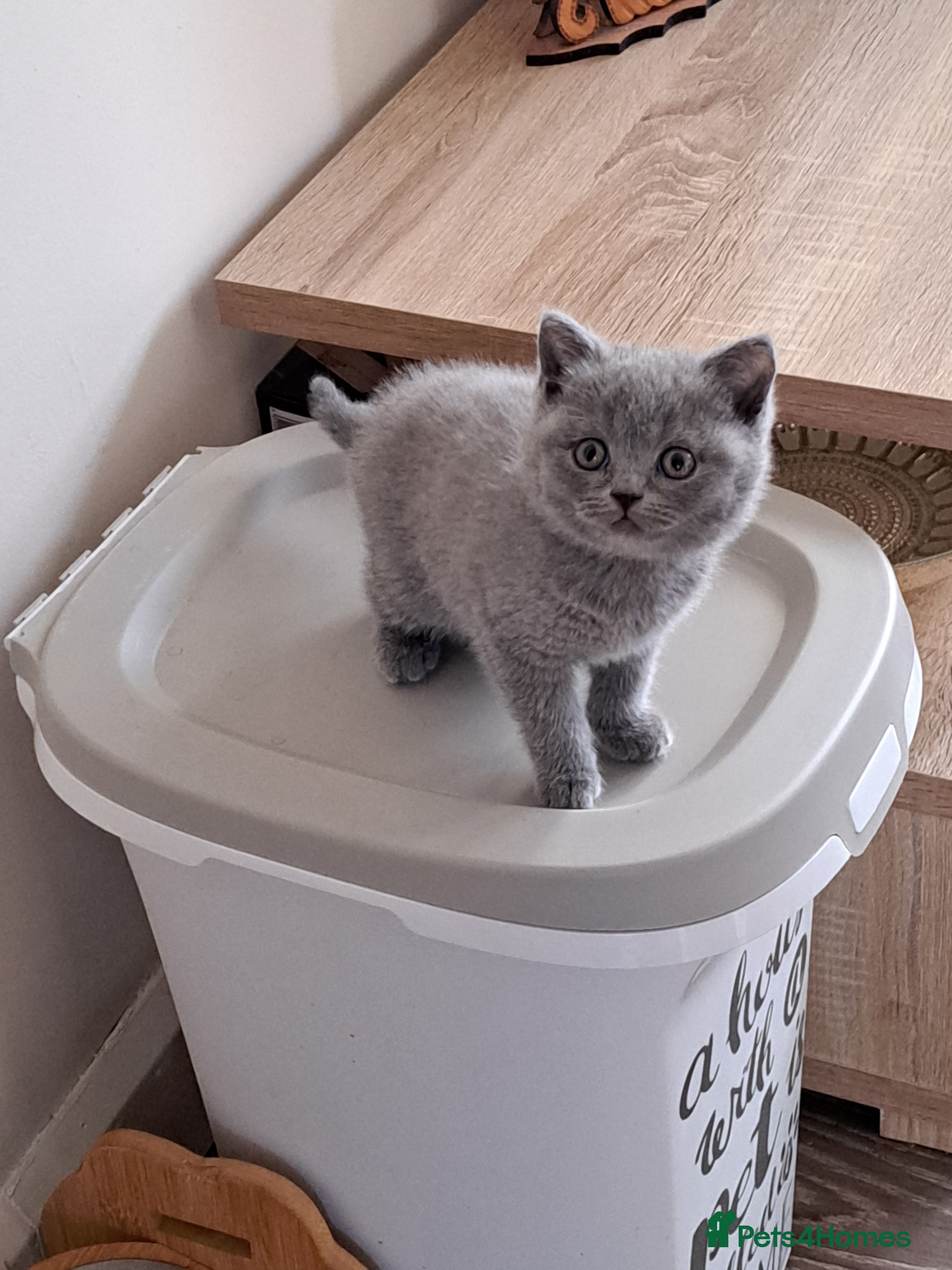 British Shorthair cats BSH + SFS KITTENS ARE READY TO GO NOW - Advert 5