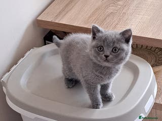 British Shorthair cats BSH + SFS KITTENS ARE READY TO GO NOW - Advert 5