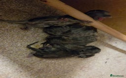 Maine Coon cats for sale: Ready December TICA beautiful Maine Coon Kittens  - Image 26