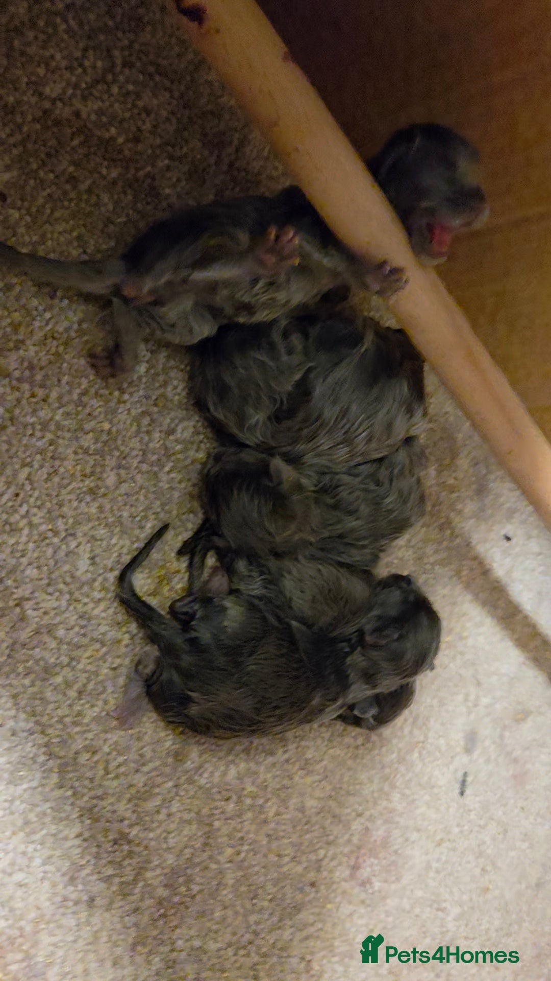 Maine Coon cats for sale: Ready December TICA beautiful Maine Coon Kittens  - Image 26