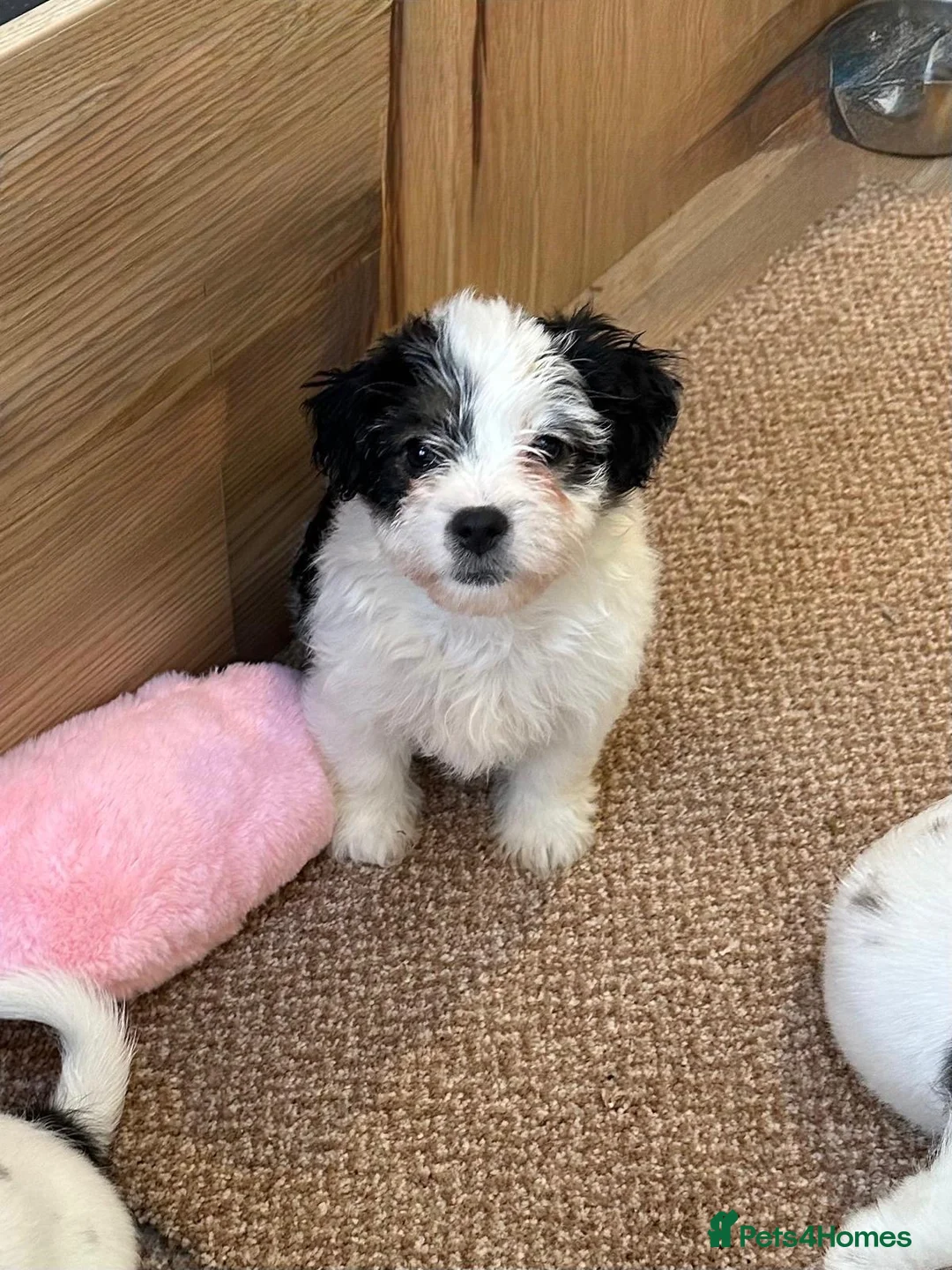 Jack Russell dogs for sale: Traditional short-legged Jack Russell puppy’s!  - Advert 15