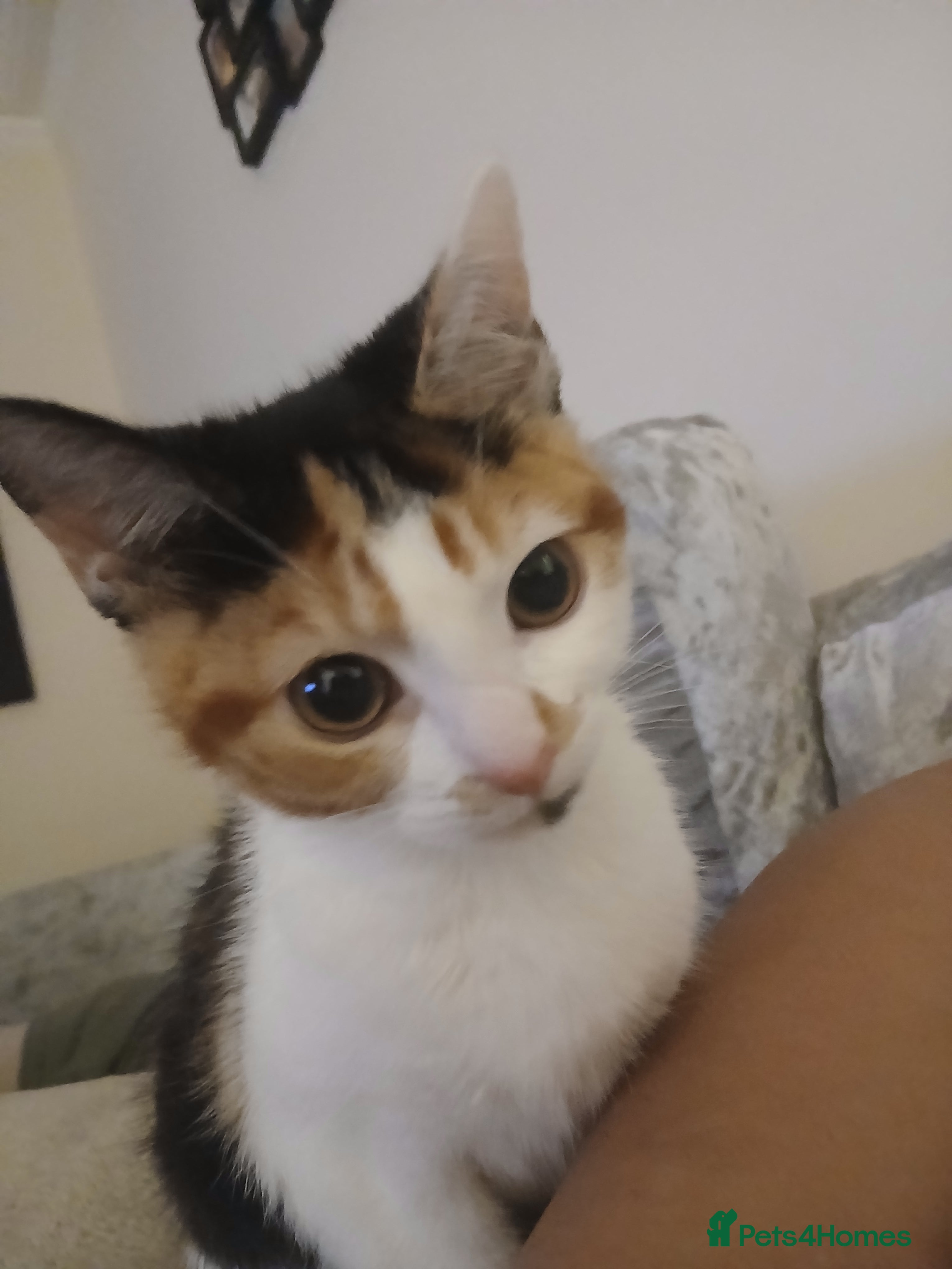 Mixed Breed cats Kitten for sale  - Advert 1