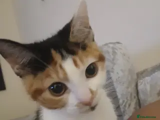 Mixed Breed cats Kitten for sale - Advert 1