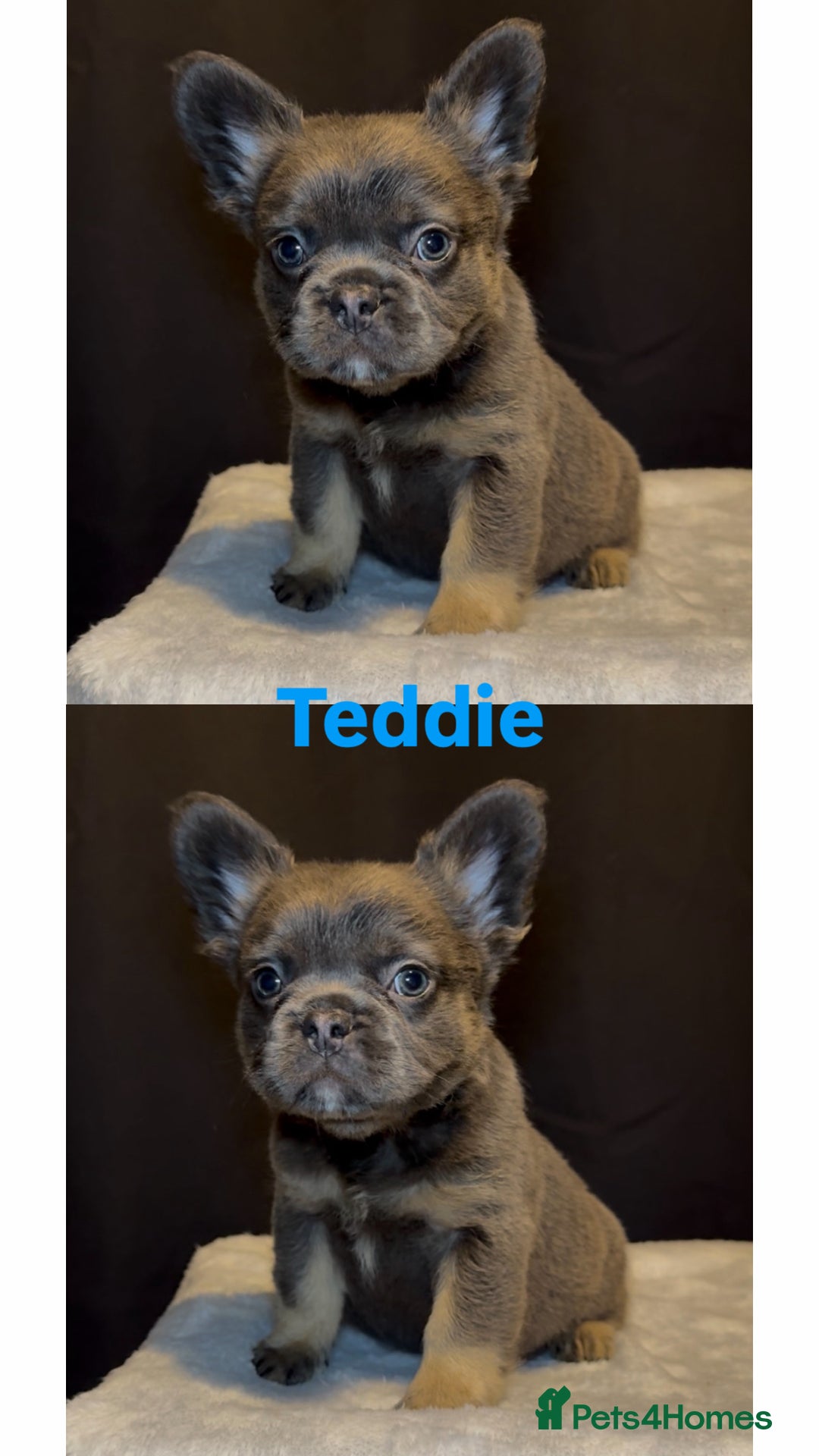 French Bulldog dogs for sale: REDUCED! Fluffy French Bulldog Puppies  - Advert 23