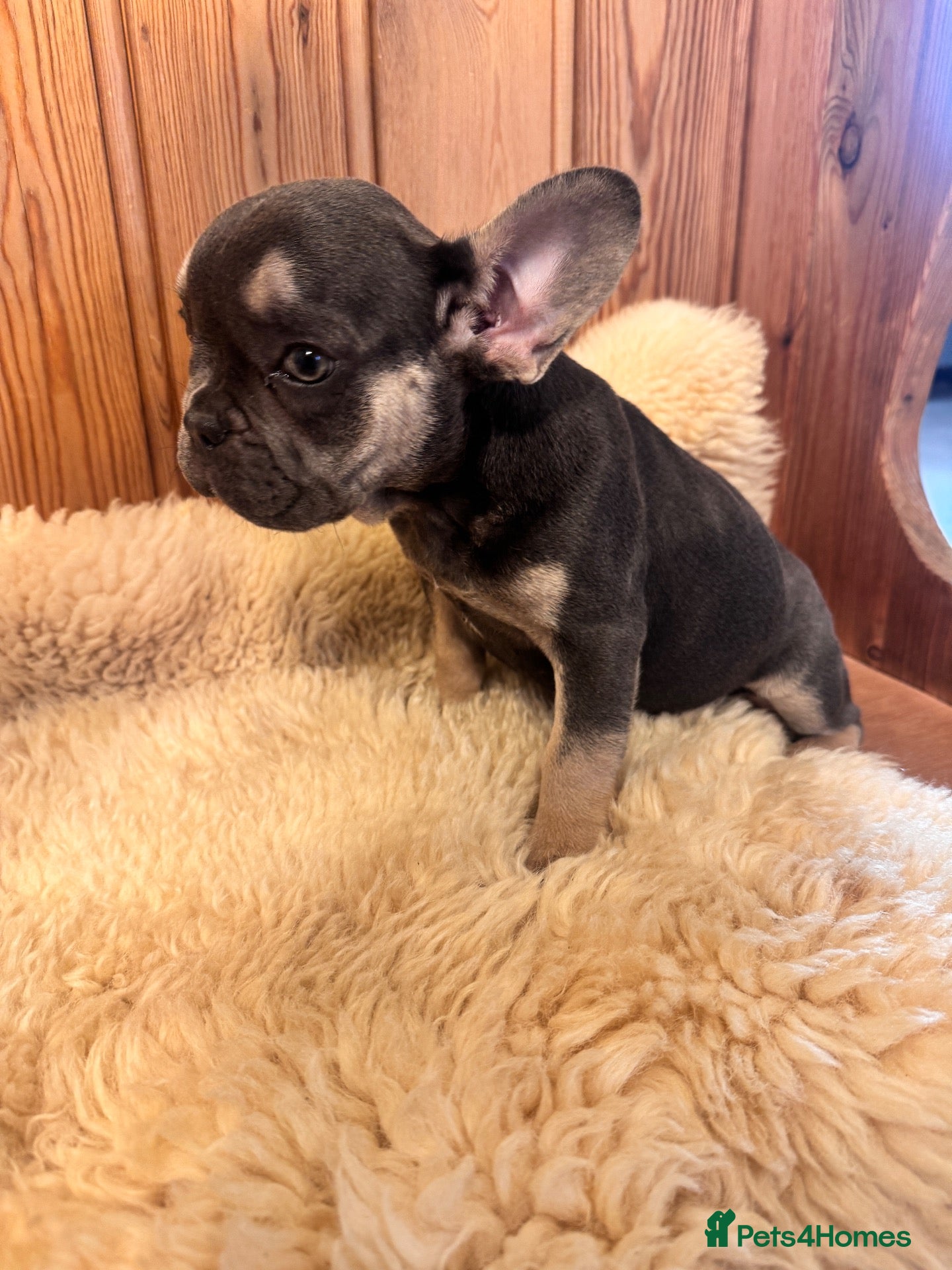 French Bulldog dogs 1 Female pedigree French bulldog puppy  - Advert 6