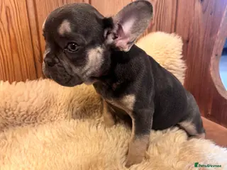 French Bulldog dogs 1 Female pedigree French bulldog puppy - Advert 6
