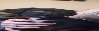 Sprocker 7