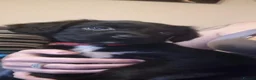 Sprocker dogs for sale: Beautiful sprocker puppies  - Advert 12