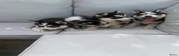 Siberian Husky dogs for sale: 4 beautiful huskies for sale in Dagenham - Advert 2