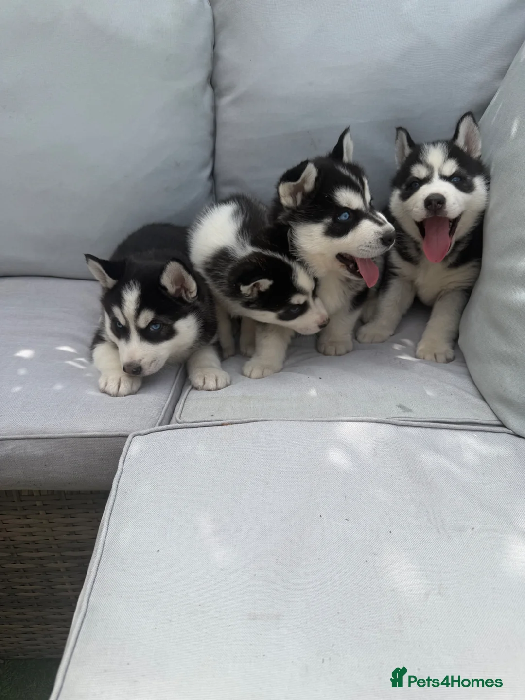 Siberian Husky dogs for sale: 4 beautiful huskies for sale in Dagenham - Advert 2
