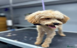 Maltipoo dogs for sale: Waffle  - Image 5