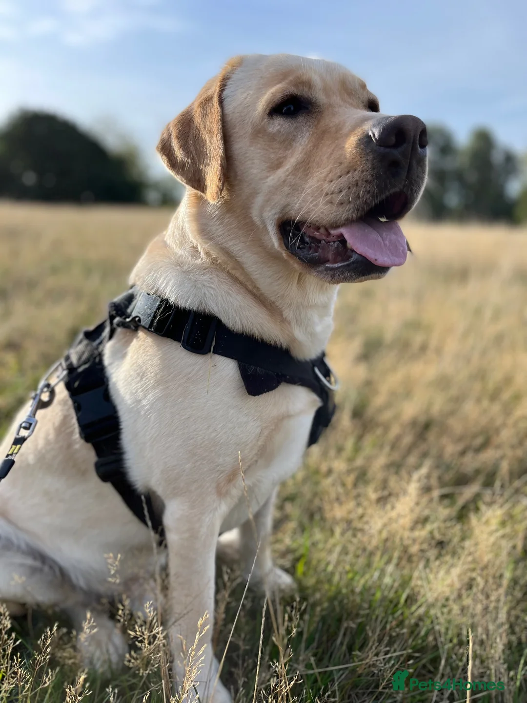 Labrador Retriever dogs for stud: Male yellow labs with the best genes in London - Advert 4