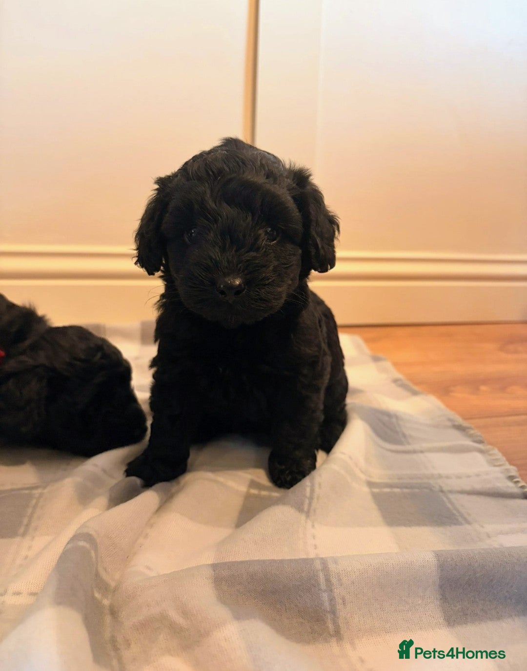 Cockapoo dogs for sale: F1b cockapoos  - Advert 5