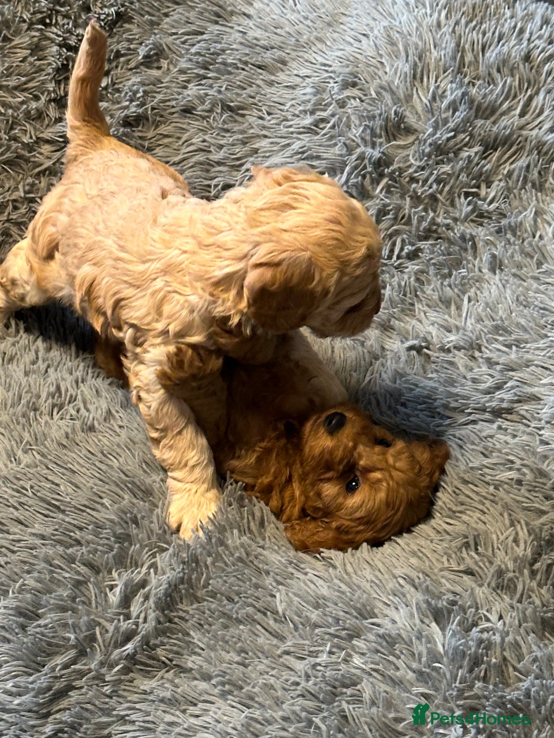 Cockapoo dogs for sale: F1 cockerpoo puppies  - Advert 7