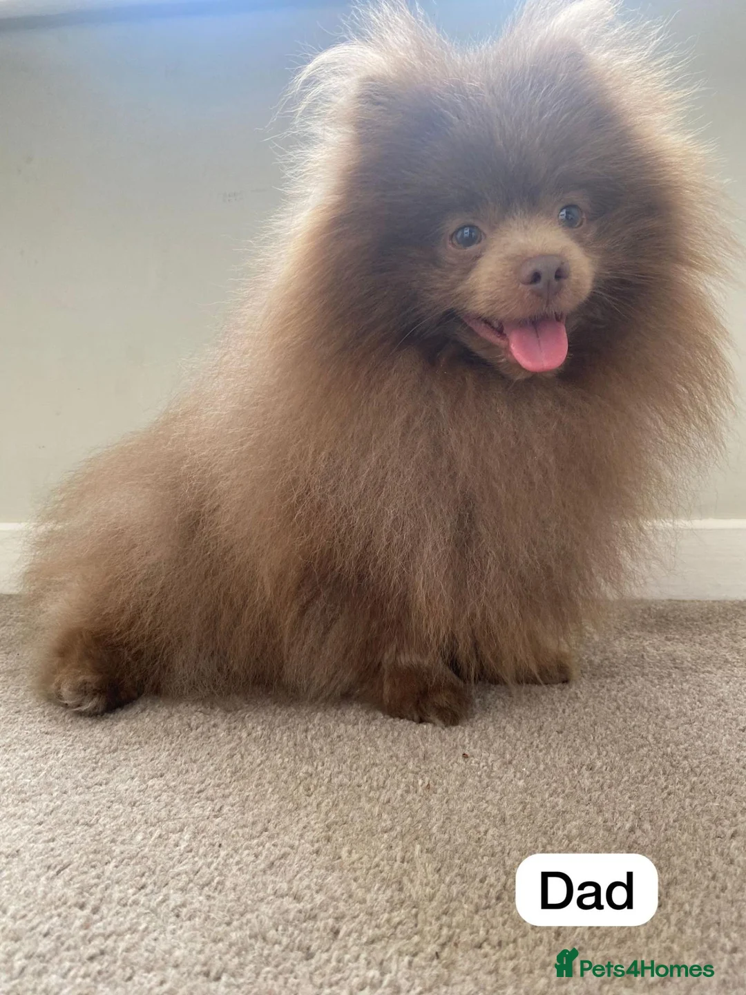 Pomeranian dogs for stud: Beautiful KC registered pomeranian for stud - Advert 2