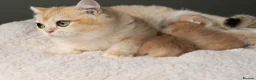 British Shorthair cats for sale: 3 Exceptional BSH Black Golden Chinchilla/Sunshine - Advert 10