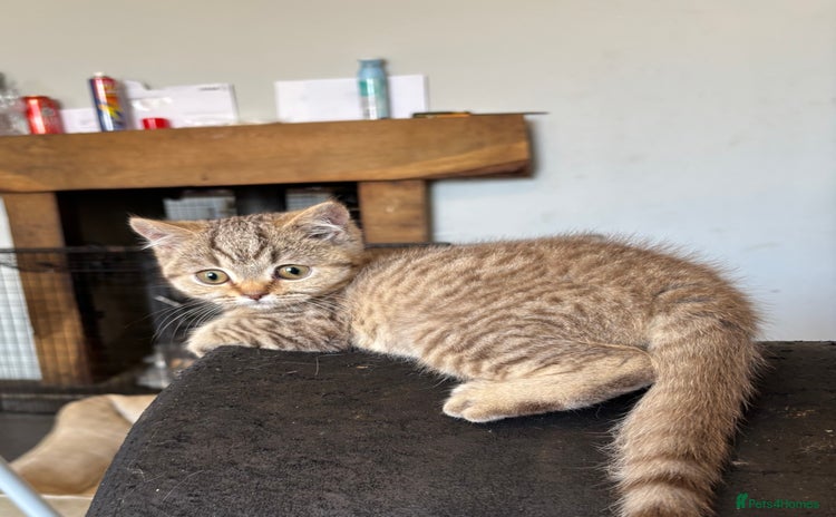British Shorthair cats - Advert 4