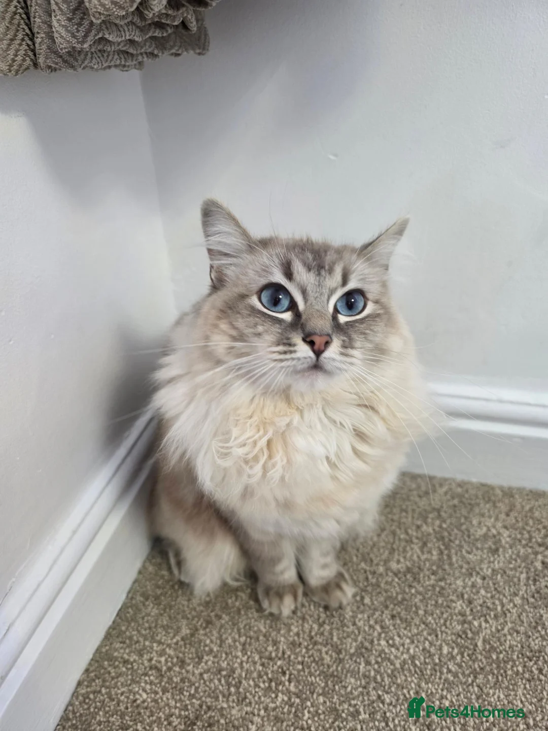 Mixed Breed cats for sale: Beautiful cat for sale  in Manchester - Advert 6