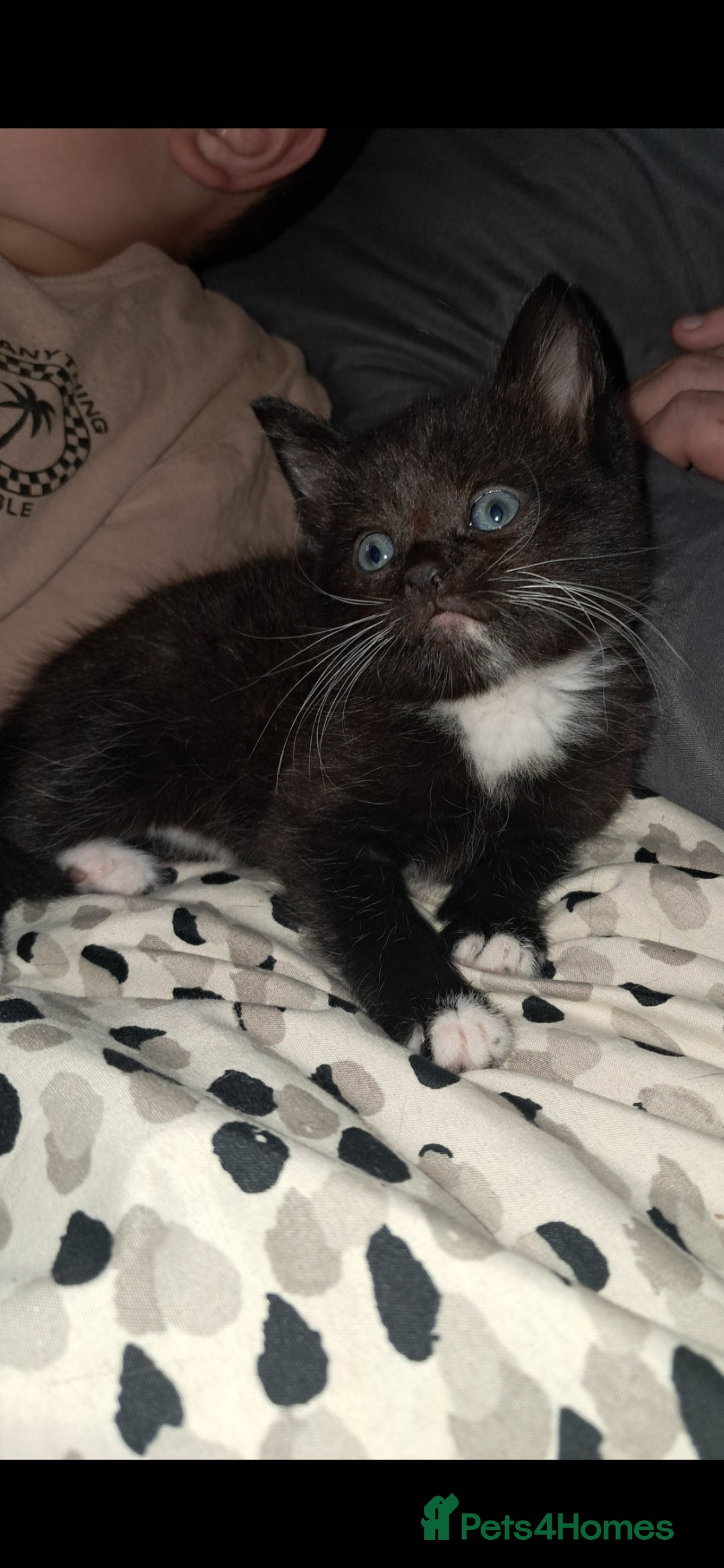 Mixed Breed cats for sale: Last female ready Wednesday - Image 2
