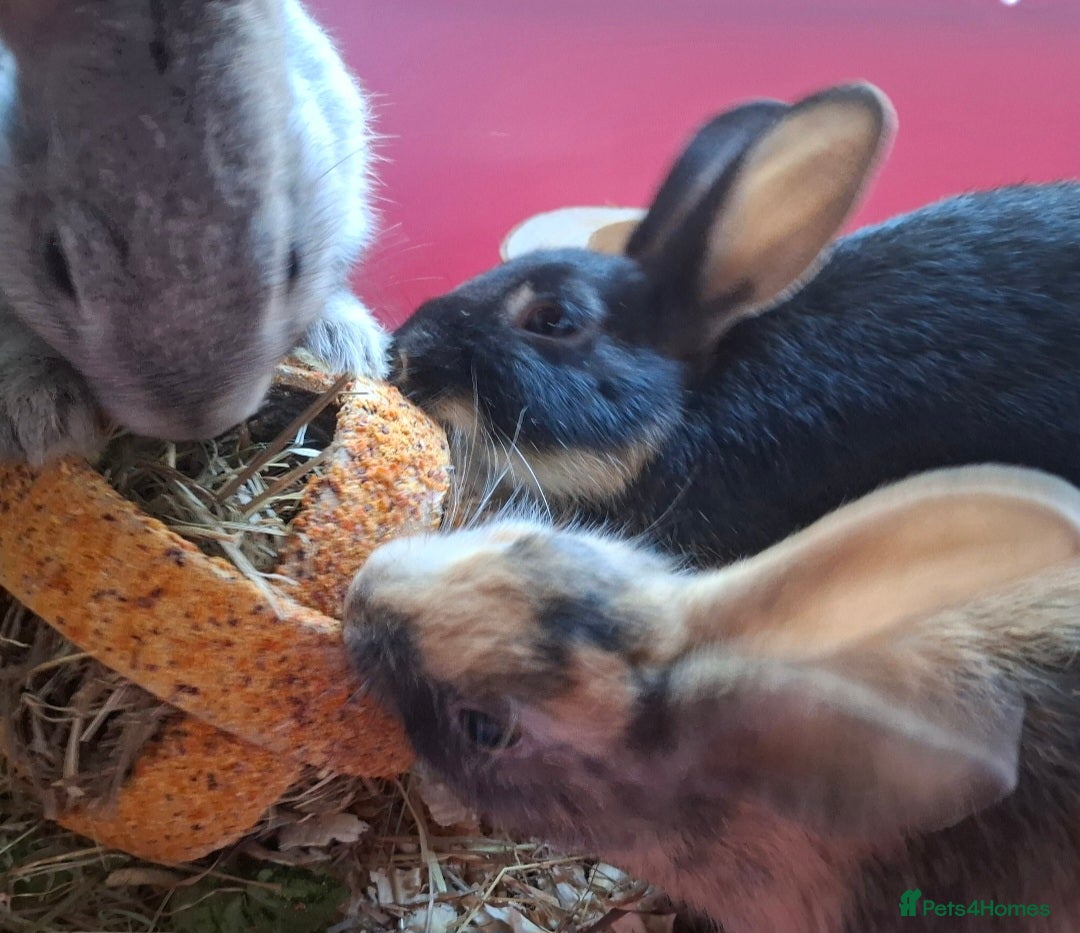 Mixed Breed rabbits for sale: Netherland dwarf x Dutch rabbits - Image 3