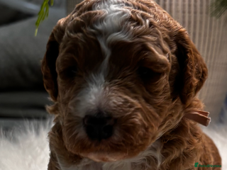 Labradoodle dogs Premium Multigen Labradoodle Puppies - Advert 1