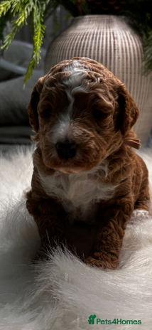 Labradoodle dogs Premium Multigen Labradoodle Puppies - Advert 1