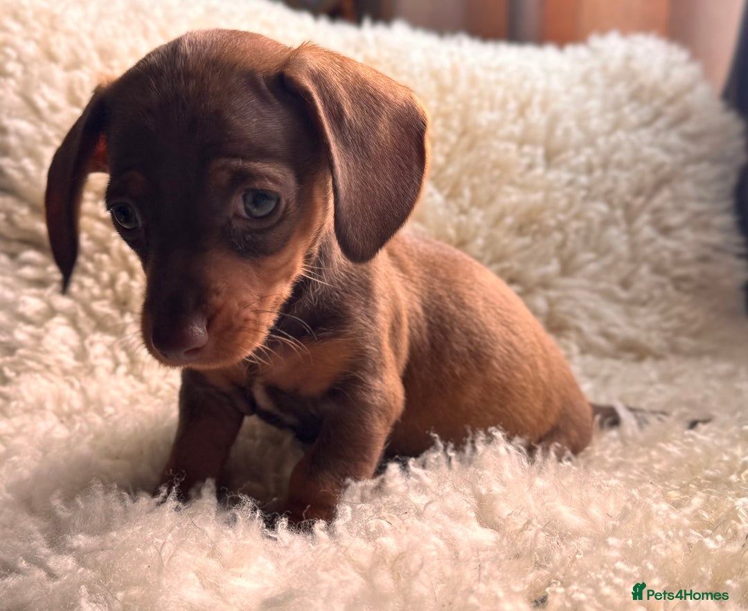 Miniature Dachshund dogs for sale: BEAUTIFUL MINI DACHSHUND PUPPIES  - Image 7