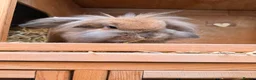 Lionhead rabbits for sale: Lop eared rabbit & lion head rabbit in Saint Helens - Advert 7
