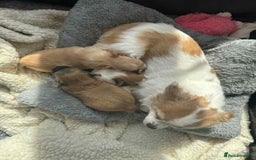 Chihuahua dogs for sale: Chihuahua long coat puppies 2 girls and 1 boy - Image 2